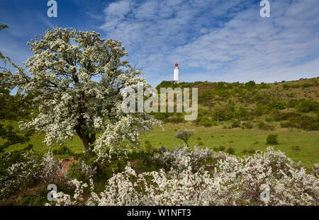 Birnbaum blühend, Leuchtturm im Hintergrund, Dornbusch, Hiddensee, Mecklenburg-Vorpommern, Deutschland Stockfoto