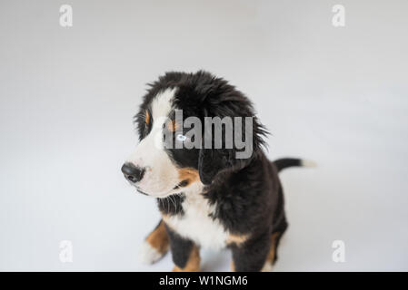 Berner Sennenhund Welpen auf weißem Hintergrund Stockfoto