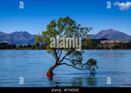 Die kultige "einsamer Baum" in den See, Lake Wanaka, Region Otago, Südinsel, Neuseeland Stockfoto