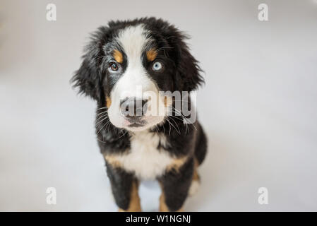 Berner Sennenhund Welpen mit einem blauen Auge nach oben saßen und von der Kamera. Stockfoto