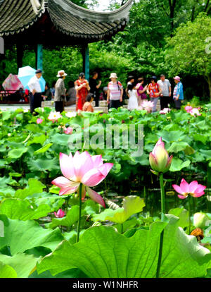 Jiangsu, Zhejiang, China. 3. Juli 2019. Jiangsu, China - 3. Juli 2019: ein Pavillon Garten von huqiu Mountain Scenic Area in Suzhou, Provinz Jiangsu ist mit Lotus mit einer Fläche von über 1500 Quadratmetern überlagert. blühender Lotus und tausend Jahre alte Pagode viele Touristen kommen, Fotos zu machen und zu gewinnen. Credit: SIPA Asien/ZUMA Draht/Alamy leben Nachrichten Stockfoto