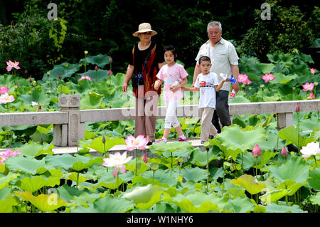 Jiangsu, Zhejiang, China. 3. Juli 2019. Jiangsu, China - 3. Juli 2019: ein Pavillon Garten von huqiu Mountain Scenic Area in Suzhou, Provinz Jiangsu ist mit Lotus mit einer Fläche von über 1500 Quadratmetern überlagert. blühender Lotus und tausend Jahre alte Pagode viele Touristen kommen, Fotos zu machen und zu gewinnen. Credit: SIPA Asien/ZUMA Draht/Alamy leben Nachrichten Stockfoto