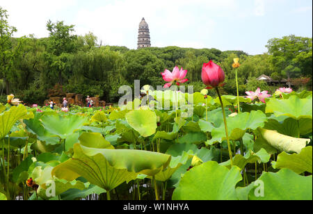 Jiangsu, Zhejiang, China. 3. Juli 2019. Jiangsu, China - 3. Juli 2019: ein Pavillon Garten von huqiu Mountain Scenic Area in Suzhou, Provinz Jiangsu ist mit Lotus mit einer Fläche von über 1500 Quadratmetern überlagert. blühender Lotus und tausend Jahre alte Pagode viele Touristen kommen, Fotos zu machen und zu gewinnen. Credit: SIPA Asien/ZUMA Draht/Alamy leben Nachrichten Stockfoto