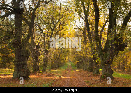 Kalk Alley, Thüringen, Deutschland Stockfoto