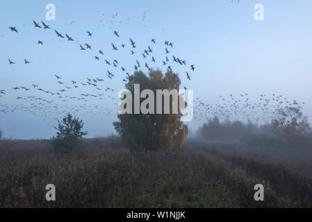 Große Schwarm der grauen Gänse, die in der Dämmerung und fliegen über eine neblige Teich Landschaft - Linum in Brandenburg, nördlich von Berlin, Deutschland Stockfoto