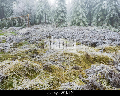 Vereisten Wald im Wechselgebiet, Lower Austria, Austria Stockfoto