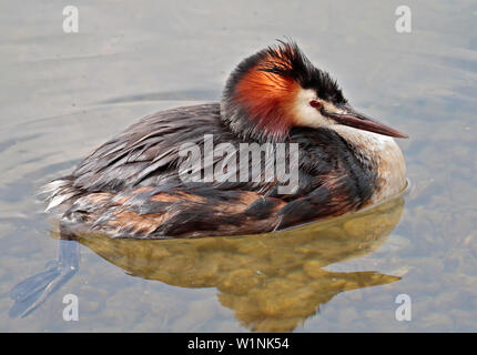 Haubentaucher (Podiceps Cristatus) Stockfoto
