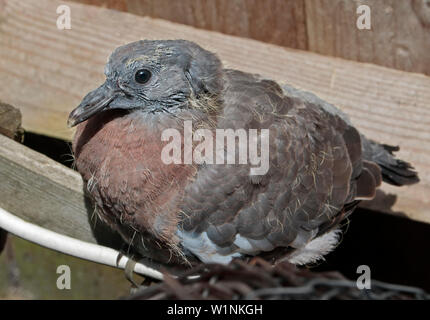 Holztauben (columba palambus) Stockfoto