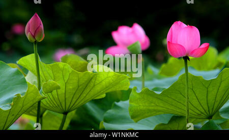 Jiangsu, Zhejiang, China. 3. Juli 2019. Jiangsu, China - 3. Juli 2019: ein Pavillon Garten von huqiu Mountain Scenic Area in Suzhou, Provinz Jiangsu ist mit Lotus mit einer Fläche von über 1500 Quadratmetern überlagert. blühender Lotus und tausend Jahre alte Pagode viele Touristen kommen, Fotos zu machen und zu gewinnen. Credit: SIPA Asien/ZUMA Draht/Alamy leben Nachrichten Stockfoto