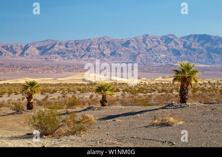 Blick über Mesquite flachen Sand Dünen von Stovepipe Wells Village in Richtung Amargosa Range, Death Valley National Park, Kalifornien, USA, Nordamerika Stockfoto