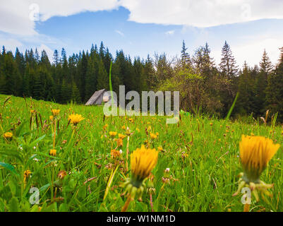 Blüte Gelb Löwenzahn Feld vor einer Hütte im Wald. Wunderbare Feder Szene Hintergrund mit einem alten Haus im Wald und blühende mich Stockfoto