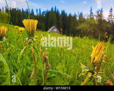 Nahaufnahme des gelben Löwenzahn Blumen auf dem Feld vor. Herrliche ländliche Feder Szene mit einem alten hölzernen Häuschen in den Tannenwald und blühende gre Stockfoto