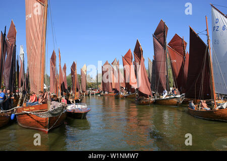 Segeln-Regatta in Althagen, Saaler Bodden, Halbinsel Fischland-Darß-Zingst, Ostseeküste, Mecklenburg-Vorpommern, Deutschland Stockfoto