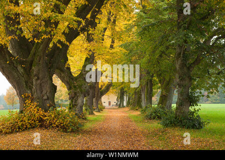 Allee von Linden, Allgäu, Bayern, Deutschland Stockfoto