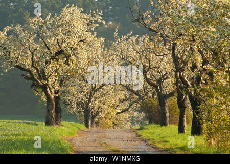 Gänge von Kirschbäumen, in der Nähe von Blankenburg, Harz, Sachsen-Anhalt, Deutschland Stockfoto