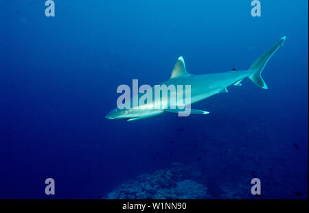 Silberspitzenhai Silvertip, Hai, Carcharhinus, Al, Carcharhinus albimarginatus Stockfoto