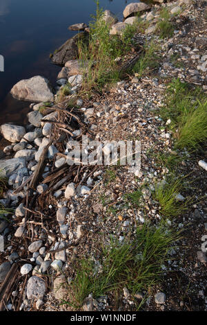 Polystyrol, Styropor Müll am Ufer. Stockfoto