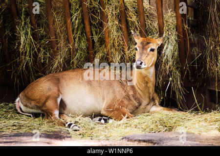 Weibliche Reh im Zoo. Freizeit und Wochenende Tag im Zoo. Spaziergang durch den Nationalpark Stockfoto