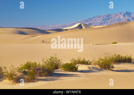 Blick über Mesquite flachen Sand Dünen von Stovepipe Wells Village in Richtung Amargosa Range, Death Valley National Park, Kalifornien, USA, Nordamerika Stockfoto