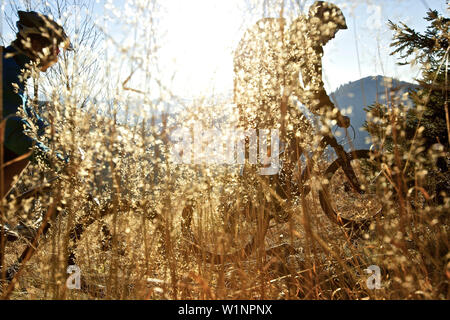 Zwei Mountainbiker fahren auf einem Pfad in die Alpen, Alpspitz, Bayern, Deutschland, Europa Stockfoto