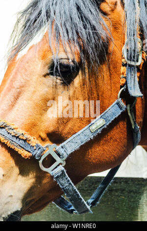 Fang eines alten Pferd im Kabelbaum an einem sonnigen Tag. Nahaufnahme Stockfoto