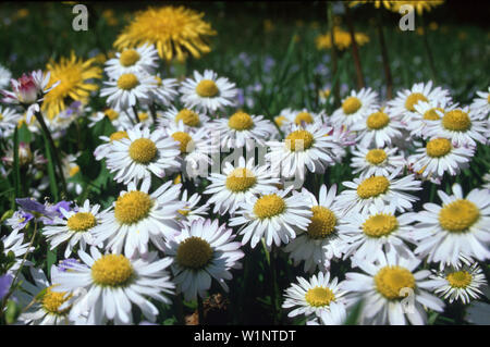 Gaensebluemchen Stockfoto