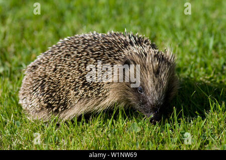 Igel (Erinaceus europaeus) im britischen Garten am Nachmittag im Sommer Stockfoto