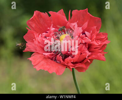 Red double Poppy wild wachsen mit Honig Bienen Stockfoto