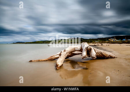 Ein toter Baum am Strand, Kaka Point, die Catlins, Südinsel, Neuseeland Stockfoto