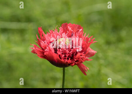 Red double Poppy wild wachsenden Stockfoto