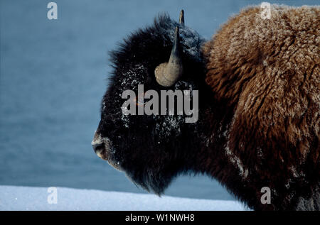 Bison Stockfoto