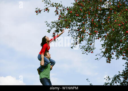 Frau auf die Schultern des Mannes, Griff nach einem Apfel, Steiermark, Österreich Stockfoto