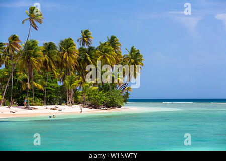 Kokospalmen am Strand, Cocos nucifera, Tobago, West Indies, Karibik Stockfoto