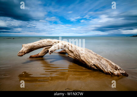 Ein toter Baum am Strand, Kaka Point, die Catlins, Südinsel, Neuseeland Stockfoto
