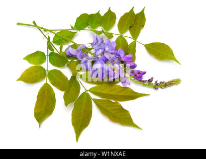 Wisteria sinensis oder Chinesische Wisteria auf weißem Hintergrund Stockfoto