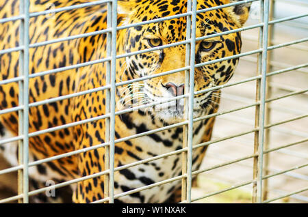 Portrait von Jaguar Hautnah. Panthera Onca, Big Cat in einem Zoo Käfig Stockfoto