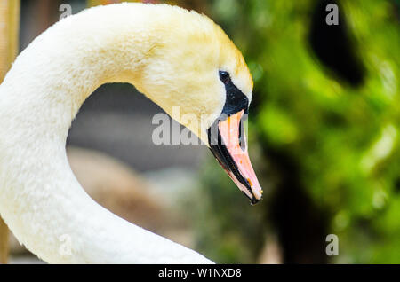 Weißer Schwan auf dem See in der Nähe. Blur Hintergrund. Nahaufnahme des Gesichts- und Schnabel Stockfoto