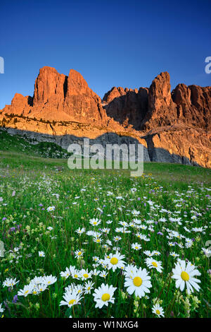 Blühende Wiese mit margeriten vor Sella, Sella, Dolomiten, UNESCO Weltnaturerbe Dolomiten, Südtirol, Italien Stockfoto