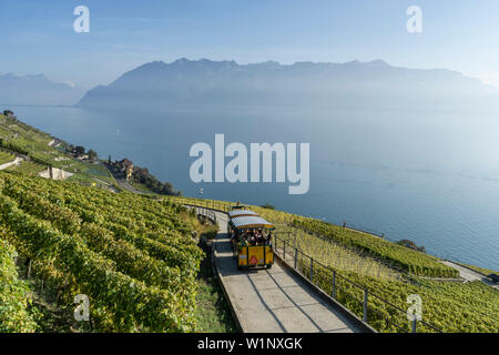 Epesses, Weinberge, Lavaux, den Genfer See, die Schweizer Alpen, Schweiz Stockfoto