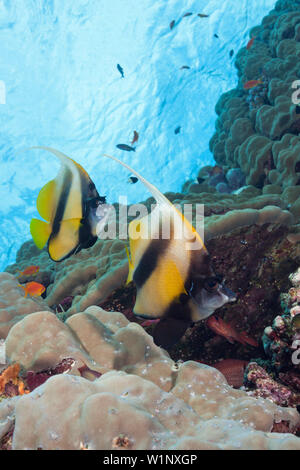 Paar des Roten Meeres Bannerfish Heniochus Intermedius, Rotes Meer, Dahab, Ägypten Stockfoto