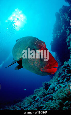 Buckelwale Napoleonfisch, Napoleon, wrasse, Cheilinus undulatus Cheilin, Stockfoto