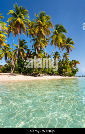 Kokospalmen am Strand, Cocos nucifera, Tobago, West Indies, Karibik Stockfoto