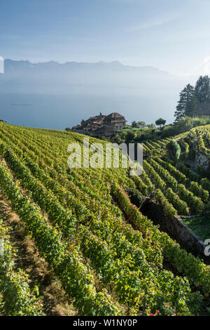 Epesses, Weinberge, Lavaux, den Genfer See, die Schweizer Alpen, Schweiz Stockfoto