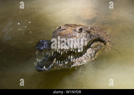 Süßwasser-Krokodil, Crocodylus Johnstoni, Queensland, Australien Stockfoto