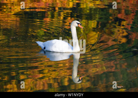 Mute swan auf See im Herbst, Cygnus olor, Bayern, Deutschland Stockfoto