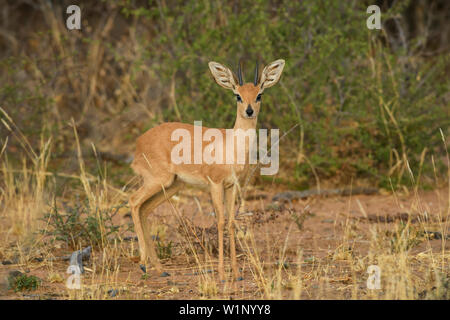 Mountain-zebra-Raphicerus campestris, kleine schüchterne schöne Antilope aus der Afrikanischen Savanne und Büsche, Etosha National Park, Namibia. Stockfoto