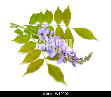 Wisteria sinensis oder Chinesische Wisteria auf weißem Hintergrund Stockfoto