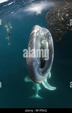 Fütterung Walhai Rhincodon Typus, Triton Bay, West Papua, Indonesien Stockfoto