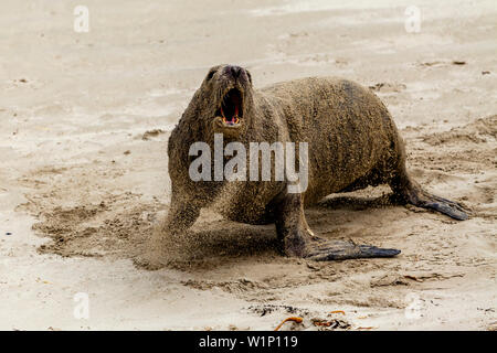 Eine aggressive Seelöwen am Strand von Surat Bay, die Catlins, Südinsel, Neuseeland Stockfoto