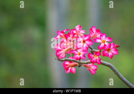 Rosa Blume oder adeniums Hintergrund verschwommen grünen Blättern. Stockfoto